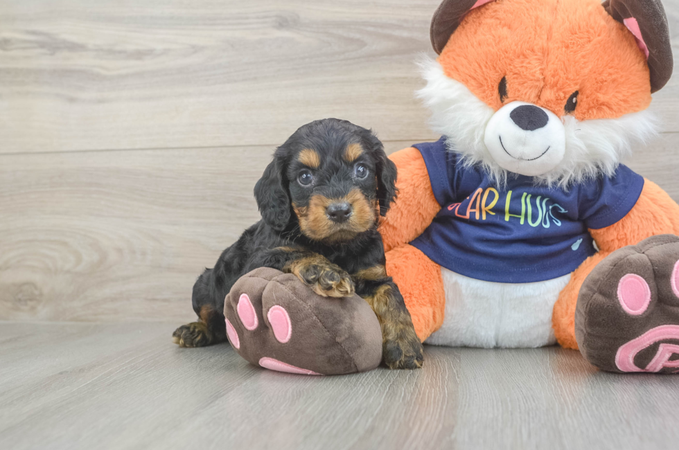 5 week old Cockapoo Puppy For Sale - Seaside Pups