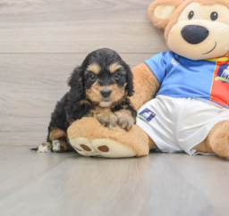 9 week old Cockapoo Puppy For Sale - Seaside Pups