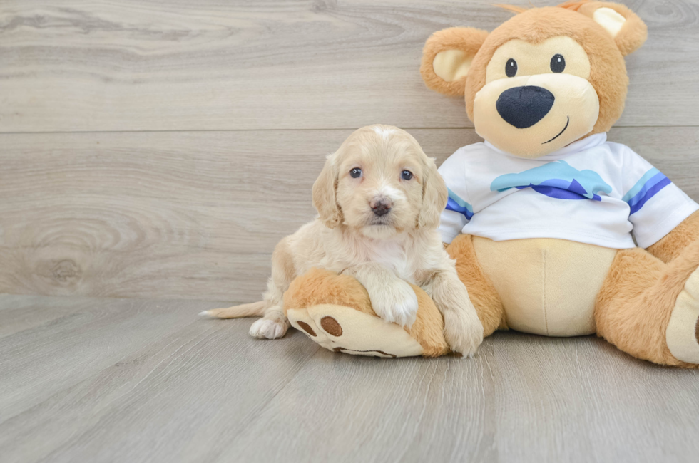 5 week old Cockapoo Puppy For Sale - Seaside Pups