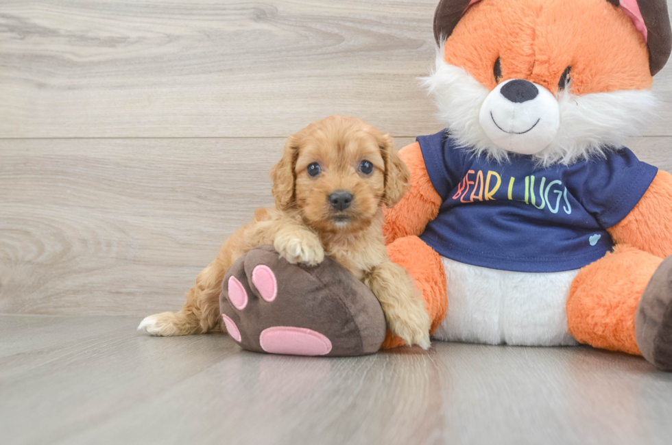5 week old Cockapoo Puppy For Sale - Seaside Pups