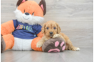 Sweet Cockapoo Baby
