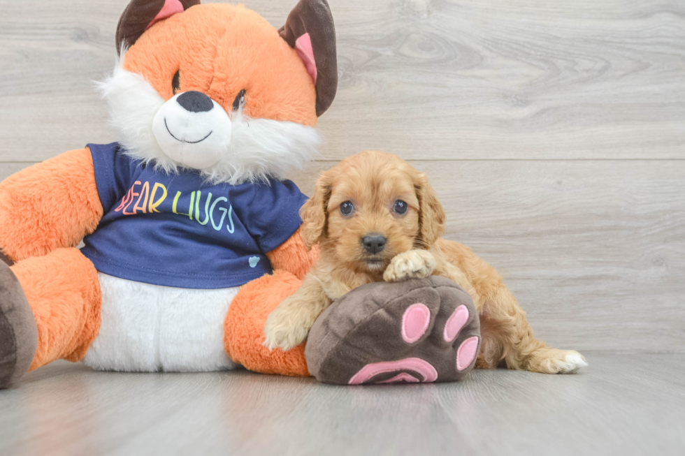 Sweet Cockapoo Baby