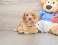 7 week old Cockapoo Puppy For Sale - Seaside Pups