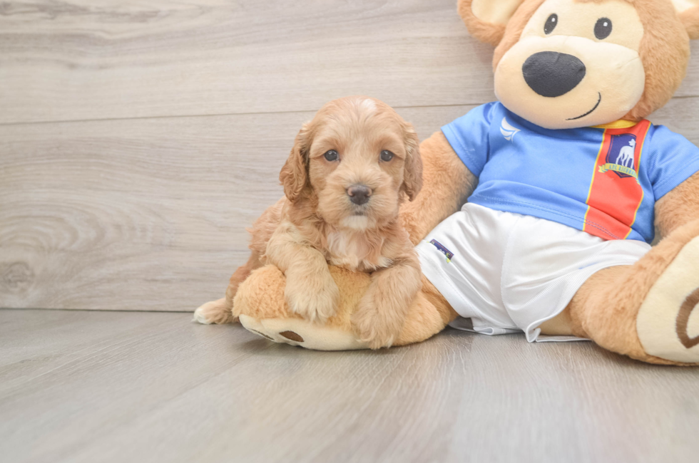 5 week old Cockapoo Puppy For Sale - Seaside Pups