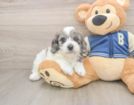 6 week old Cockapoo Puppy For Sale - Seaside Pups