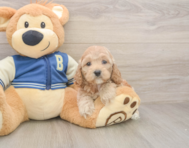 6 week old Cockapoo Puppy For Sale - Seaside Pups