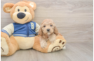 Cockapoo Pup Being Cute