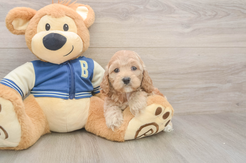 6 week old Cockapoo Puppy For Sale - Seaside Pups