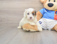 6 week old Cockapoo Puppy For Sale - Seaside Pups