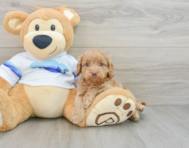 7 week old Cockapoo Puppy For Sale - Seaside Pups