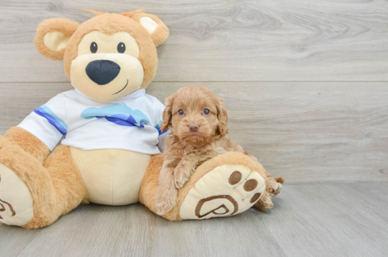 Cockapoo Pup Being Cute