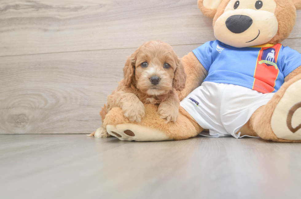 5 week old Cockapoo Puppy For Sale - Seaside Pups