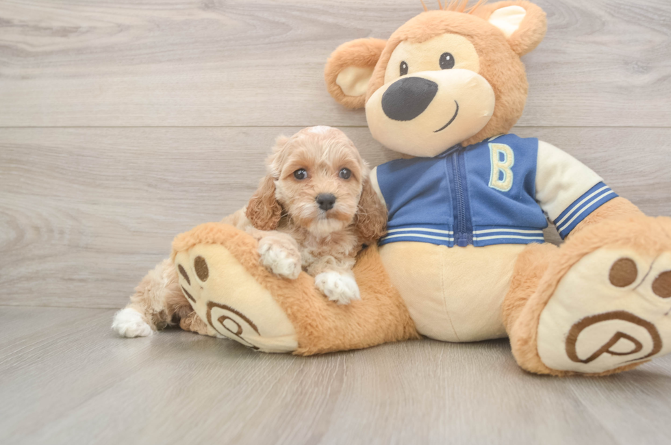 6 week old Cockapoo Puppy For Sale - Seaside Pups