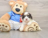 6 week old Cockapoo Puppy For Sale - Seaside Pups