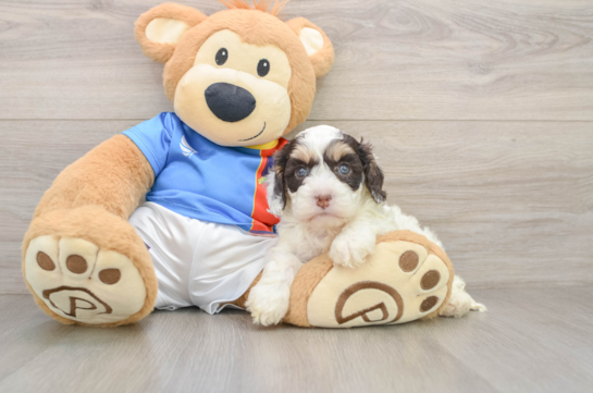 Cockapoo Pup Being Cute