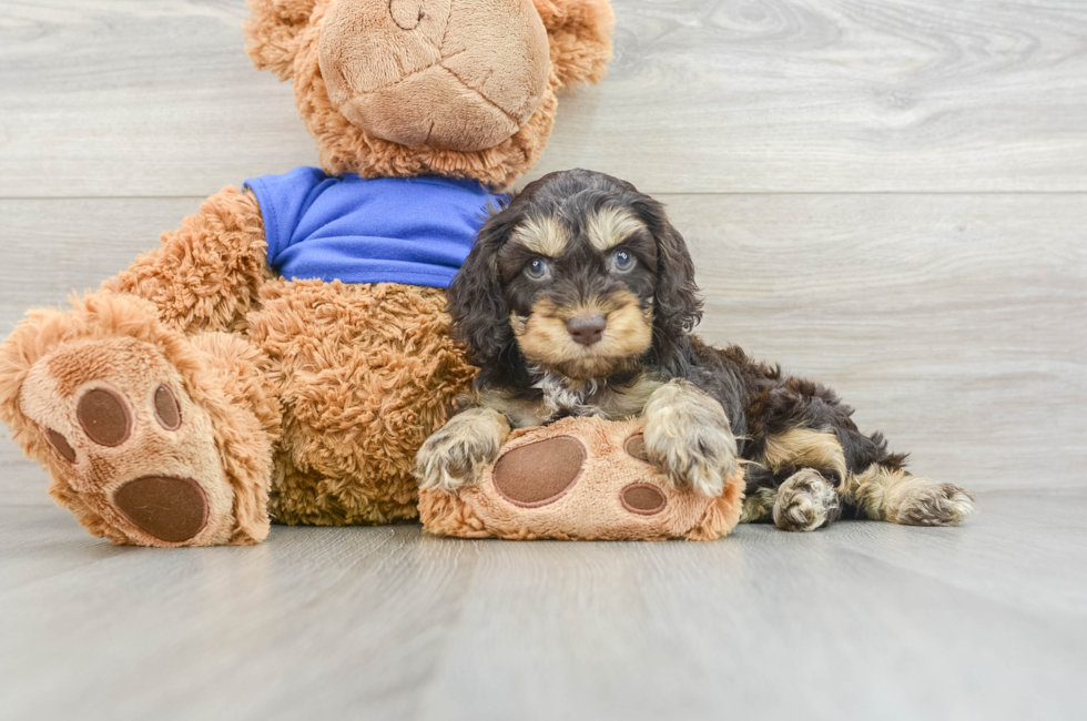8 week old Cockapoo Puppy For Sale - Seaside Pups