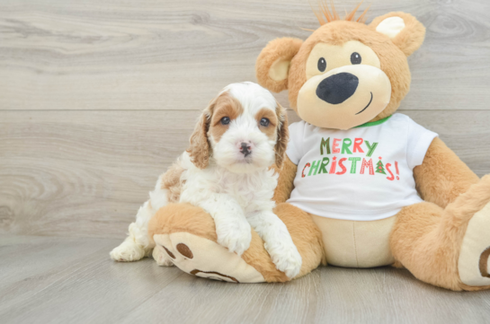 Cockapoo Pup Being Cute