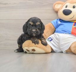 9 week old Cockapoo Puppy For Sale - Seaside Pups