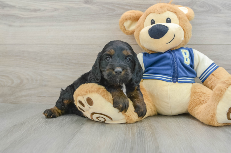 6 week old Cockapoo Puppy For Sale - Seaside Pups