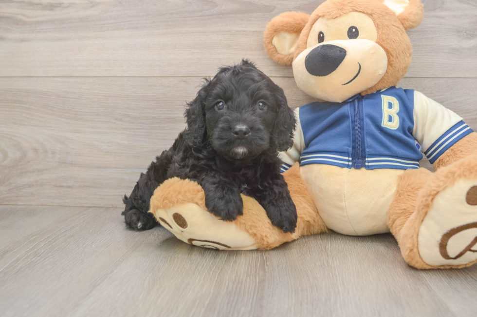 5 week old Cockapoo Puppy For Sale - Seaside Pups