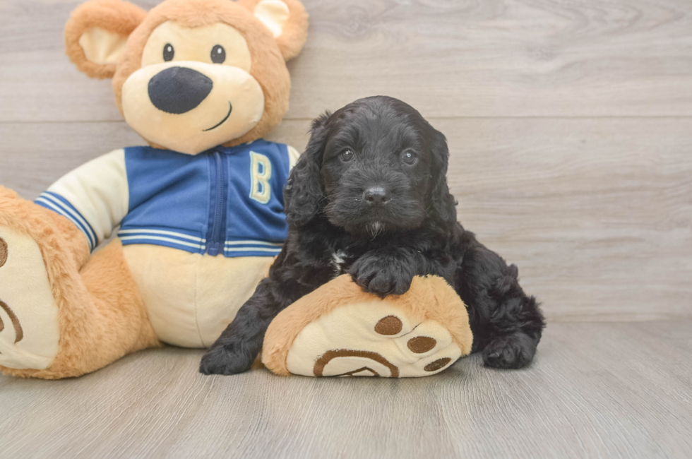 5 week old Cockapoo Puppy For Sale - Seaside Pups
