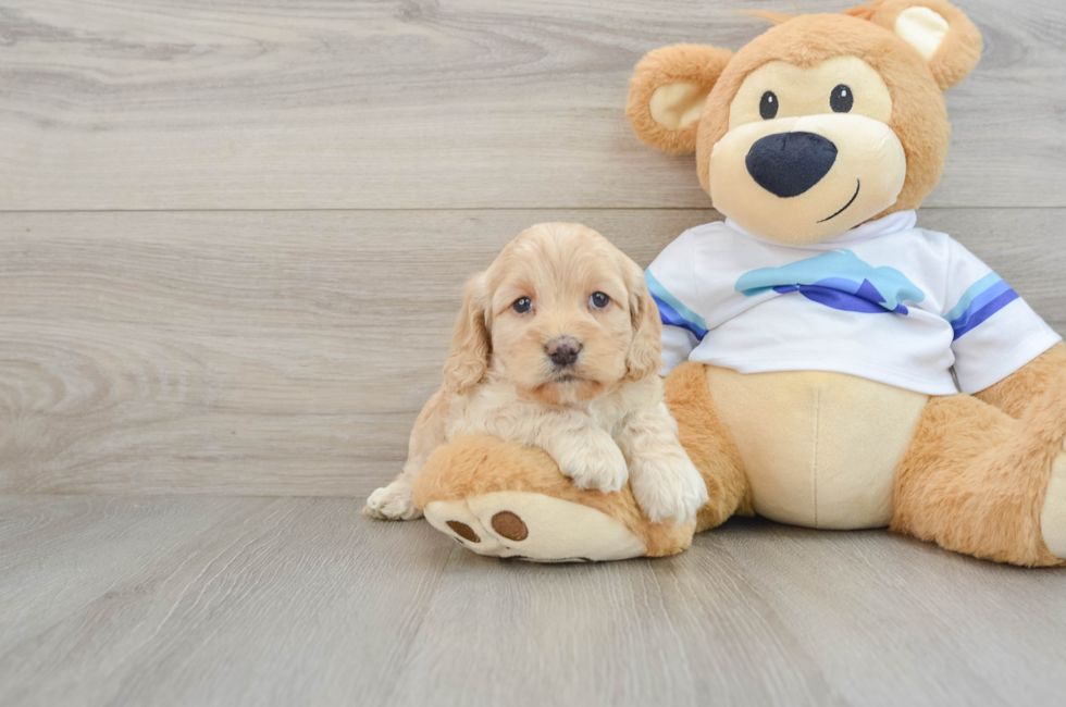 5 week old Cockapoo Puppy For Sale - Seaside Pups