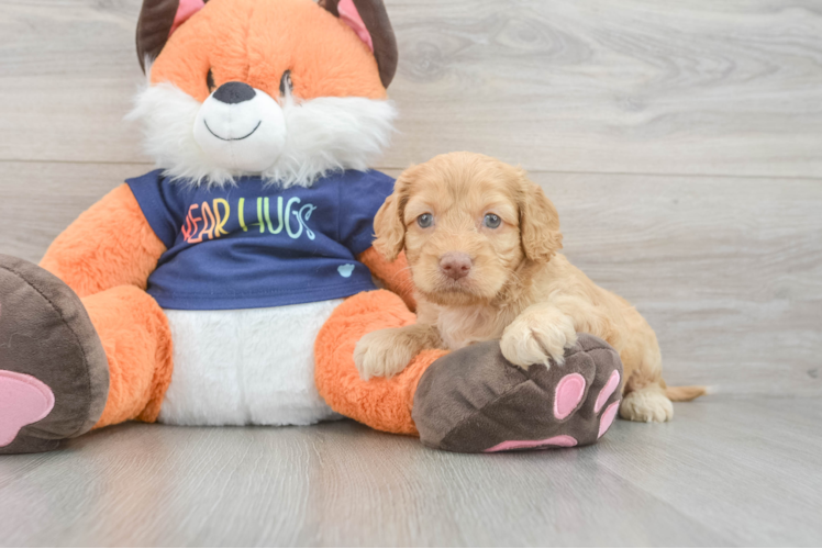 Hypoallergenic Cocker Doodle Poodle Mix Puppy