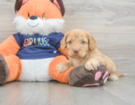 9 week old Cockapoo Puppy For Sale - Seaside Pups