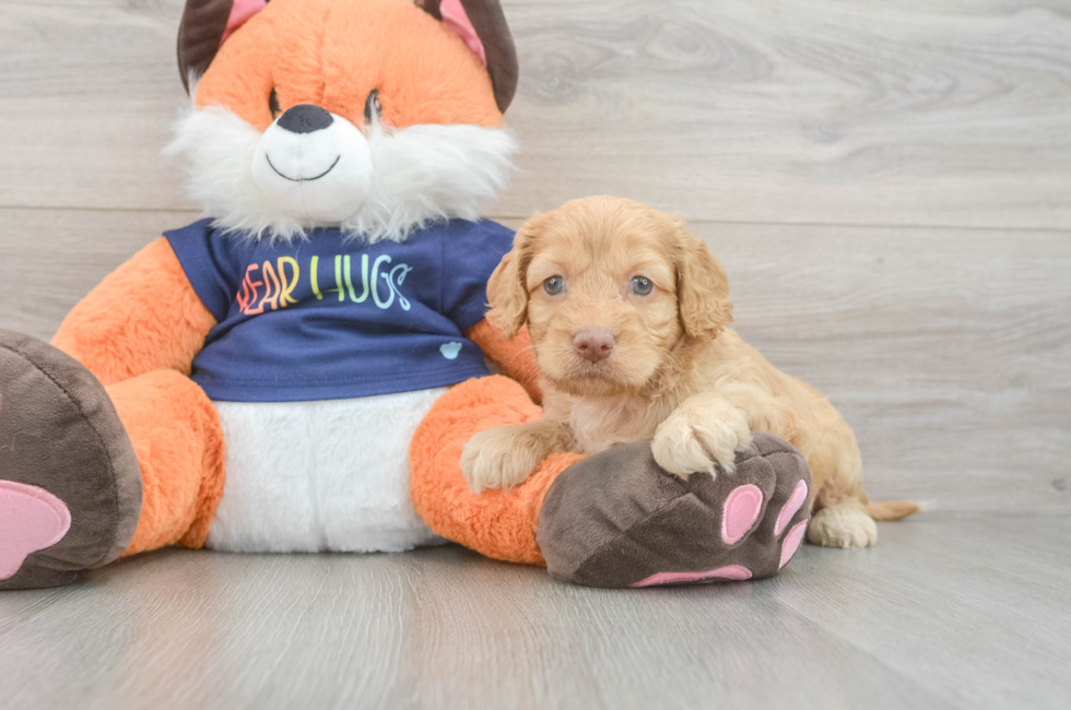5 week old Cockapoo Puppy For Sale - Seaside Pups