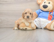 7 week old Cockapoo Puppy For Sale - Seaside Pups