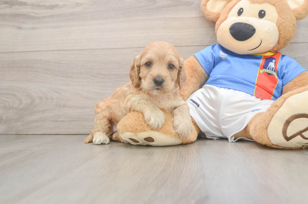 5 week old Cockapoo Puppy For Sale - Seaside Pups