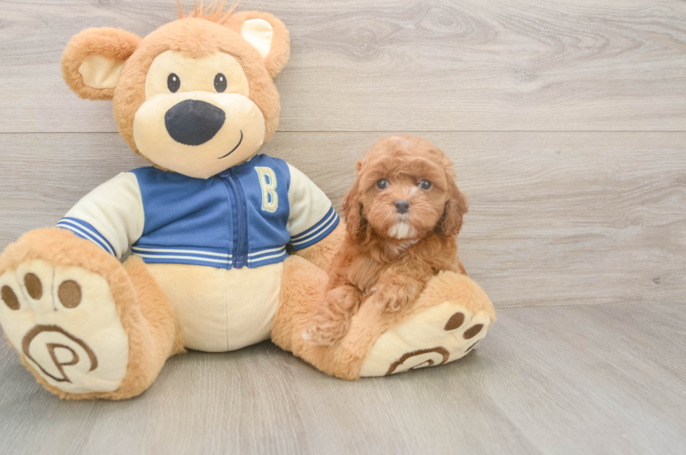 6 week old Cockapoo Puppy For Sale - Seaside Pups