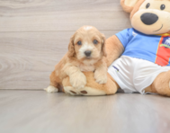 7 week old Cockapoo Puppy For Sale - Seaside Pups