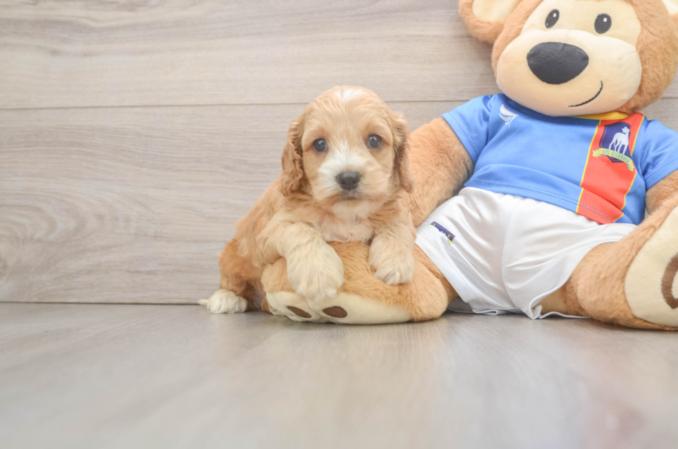 5 week old Cockapoo Puppy For Sale - Seaside Pups