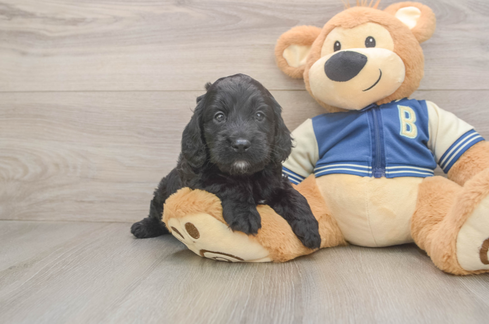 5 week old Cockapoo Puppy For Sale - Seaside Pups