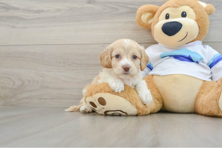 Smart Cockapoo Poodle Mix Pup