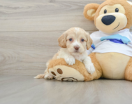 7 week old Cockapoo Puppy For Sale - Seaside Pups