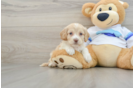 Smart Cockapoo Poodle Mix Pup