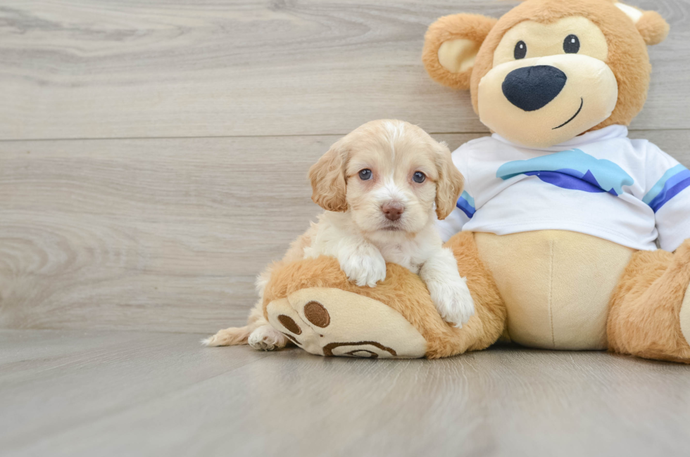 5 week old Cockapoo Puppy For Sale - Seaside Pups