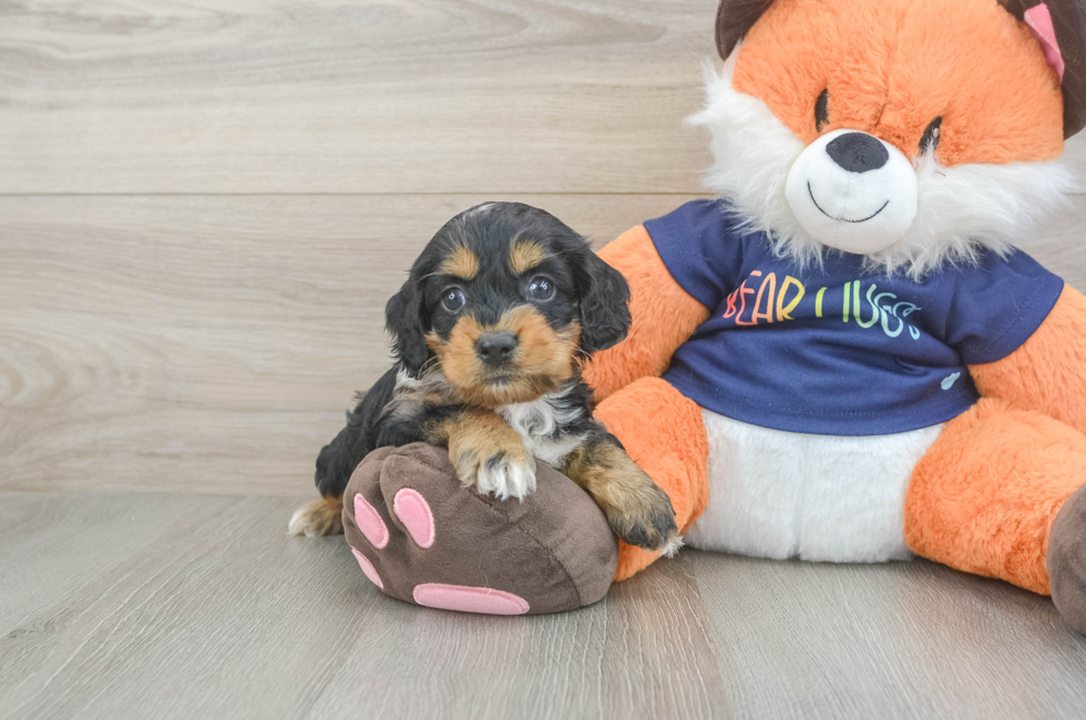 5 week old Cockapoo Puppy For Sale - Seaside Pups
