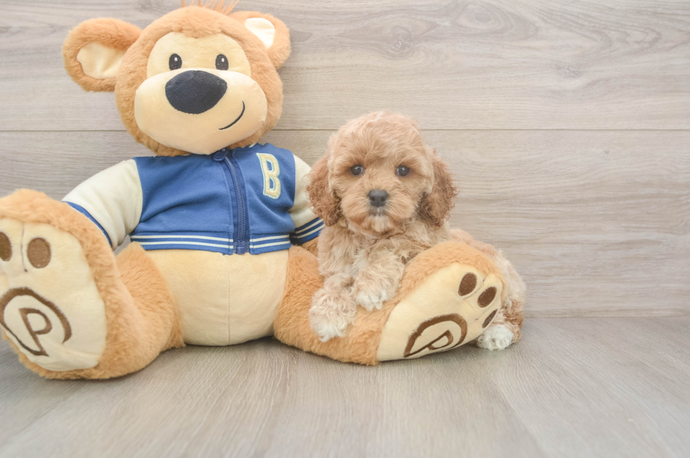 6 week old Cockapoo Puppy For Sale - Seaside Pups