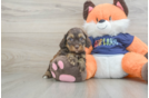 Small Cockapoo Baby