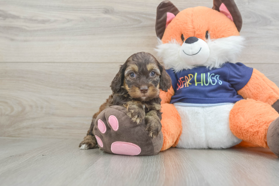 Small Cockapoo Baby