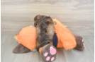 Small Cockapoo Baby