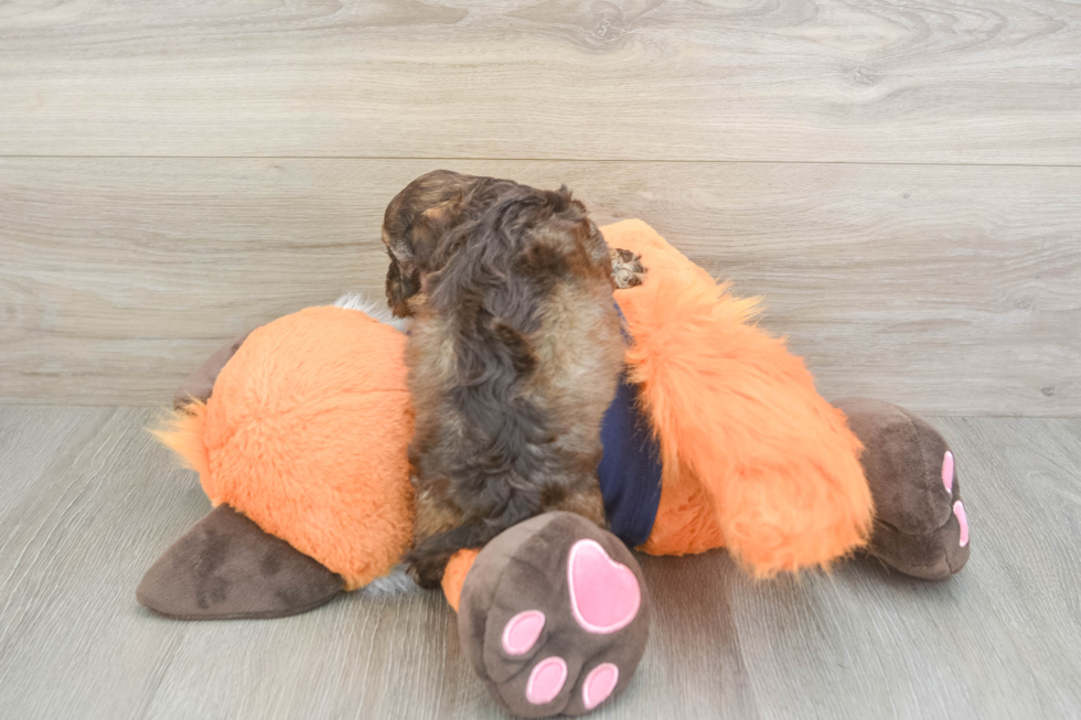 Small Cockapoo Baby