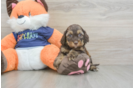 Best Cockapoo Baby