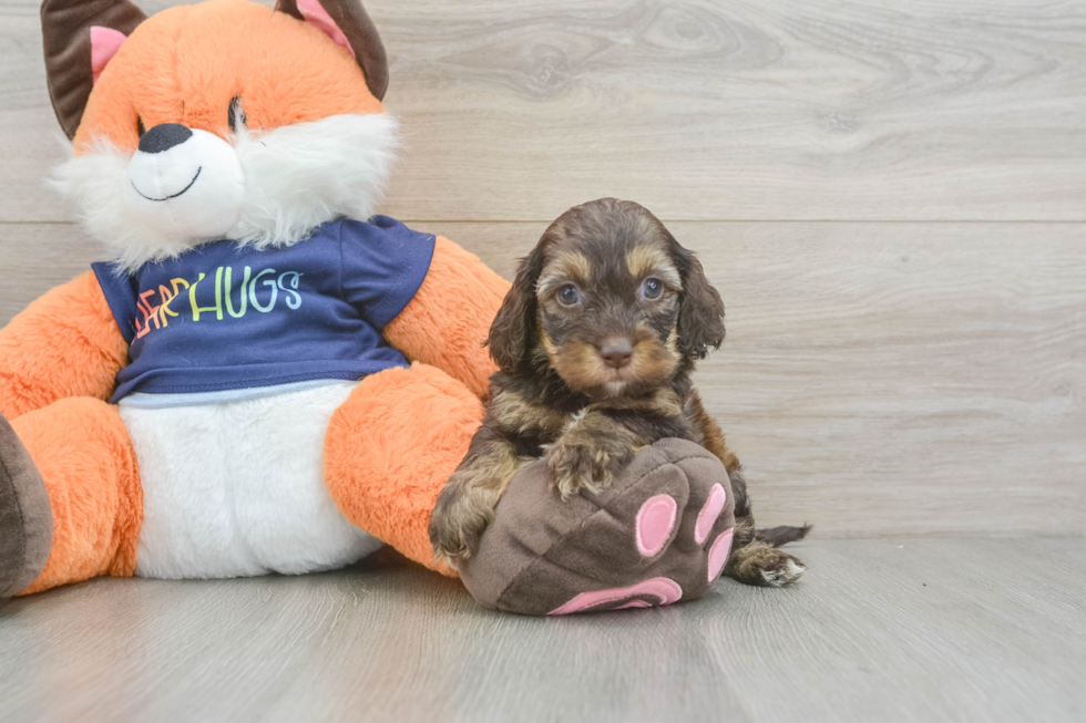 Best Cockapoo Baby