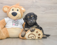 7 week old Cockapoo Puppy For Sale - Seaside Pups