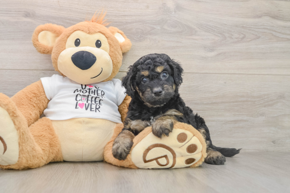 Small Cockapoo Baby