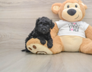 5 week old Cockapoo Puppy For Sale - Seaside Pups